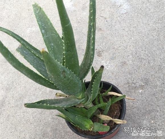 怎么养芦荟比较好？
