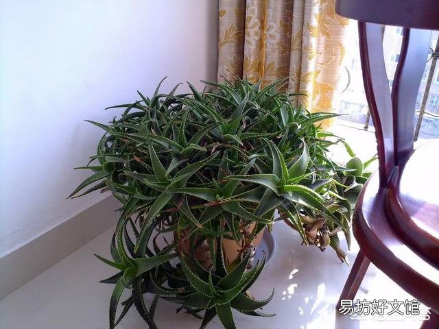 怎么养芦荟比较好？