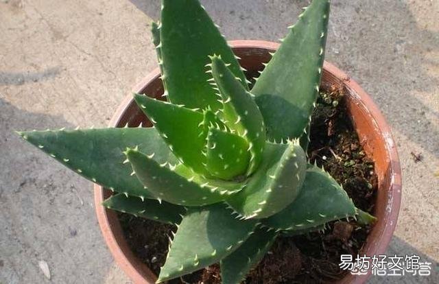 怎么养芦荟比较好？