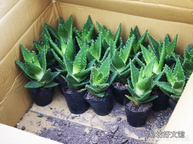 怎么养芦荟比较好？