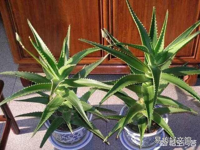 怎么养芦荟比较好？