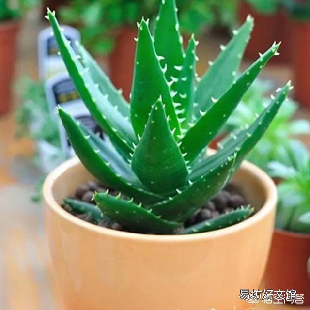 怎么养芦荟比较好？