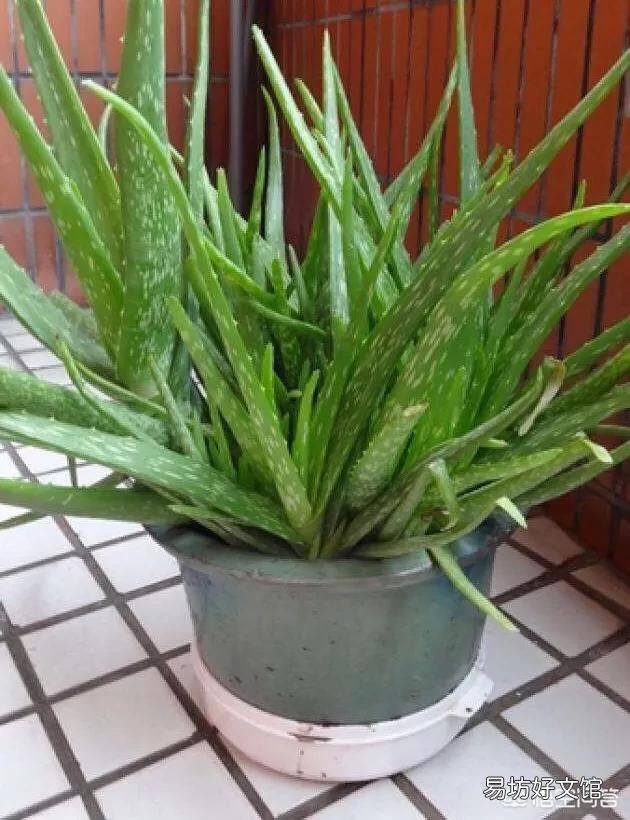 怎么养芦荟比较好？