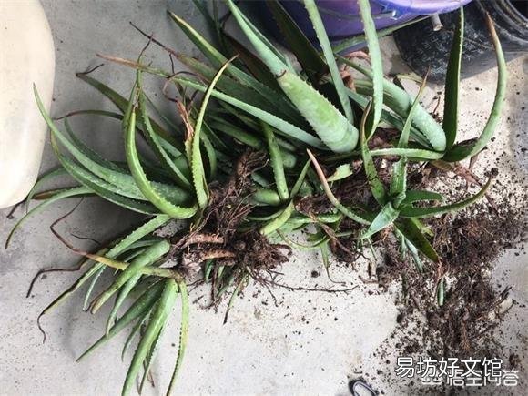 怎么养芦荟比较好？