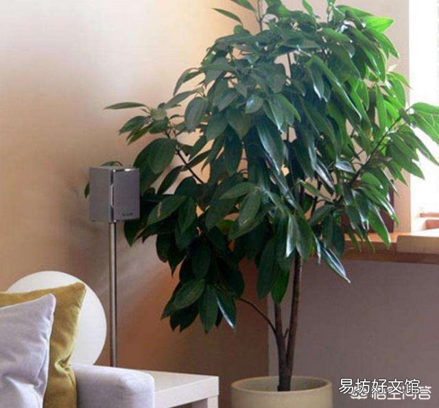 平安树叶子这样怎么办?
