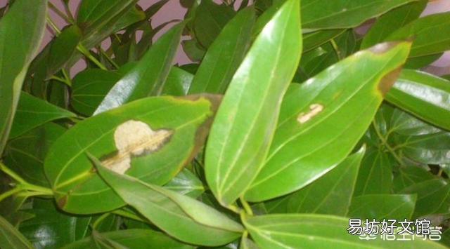 平安树叶子这样怎么办?