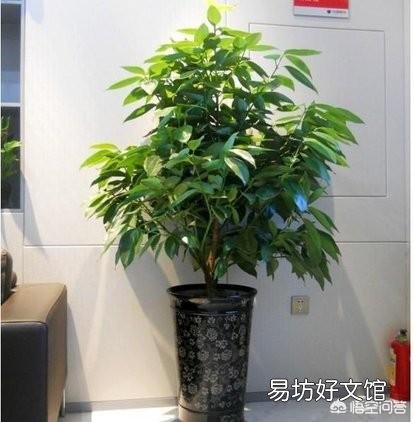 平安树叶子这样怎么办？