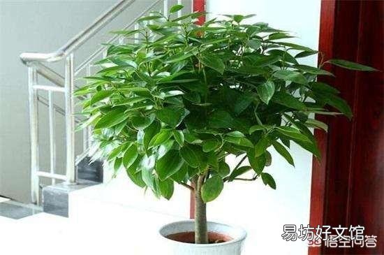 平安树叶子这样怎么办?