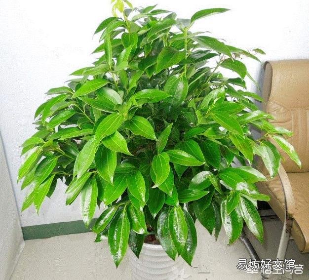 平安树叶子这样怎么办?