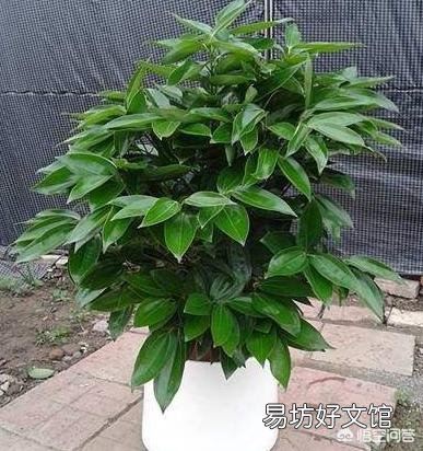 平安树叶子这样怎么办?