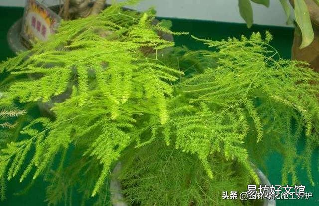 盆栽的文竹夏季叶子发黄,还有救吗?