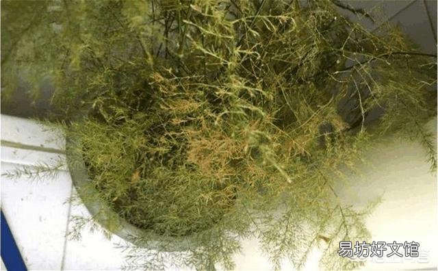 盆栽的文竹夏季叶子发黄,还有救吗?