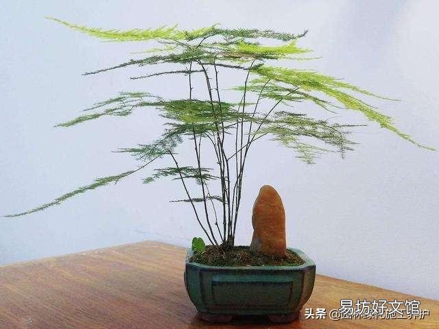 盆栽的文竹夏季叶子发黄,还有救吗?