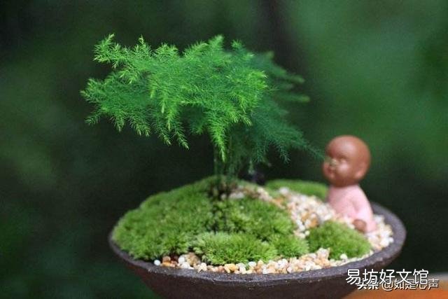 盆栽的文竹夏季叶子发黄,还有救吗?