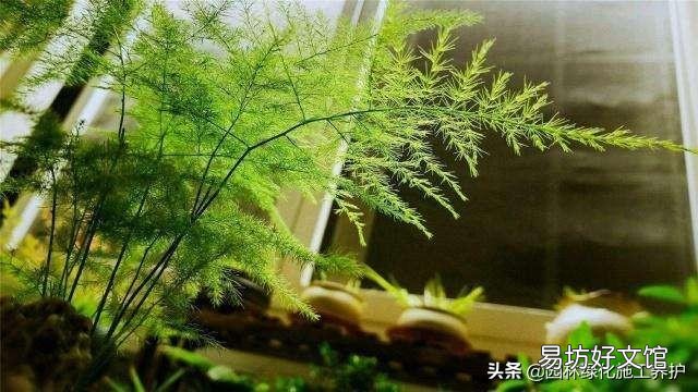 盆栽的文竹夏季叶子发黄,还有救吗?