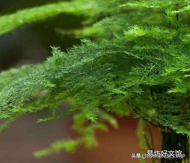 盆栽的文竹夏季叶子发黄,还有救吗?