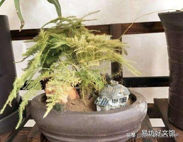 盆栽的文竹夏季叶子发黄,还有救吗?