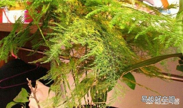 盆栽的文竹夏季叶子发黄,还有救吗?