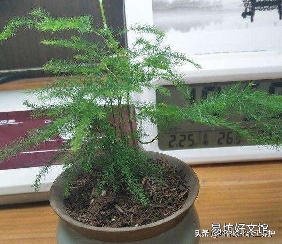 盆栽的文竹夏季叶子发黄,还有救吗?