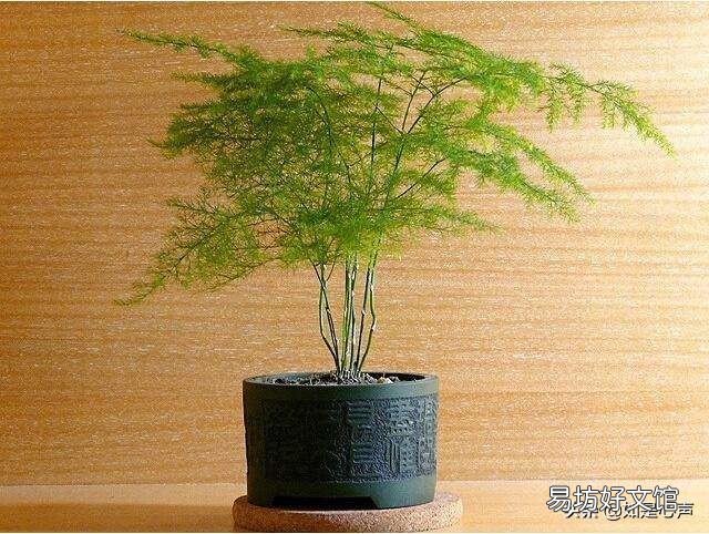 盆栽的文竹夏季叶子发黄,还有救吗?