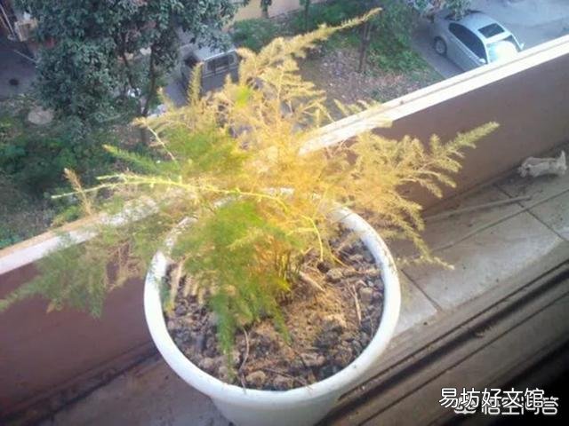 盆栽的文竹夏季叶子发黄,还有救吗?