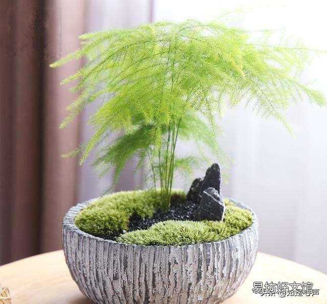 盆栽的文竹夏季叶子发黄,还有救吗?