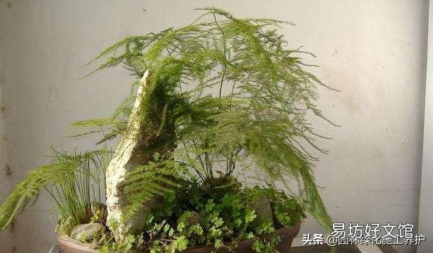 盆栽的文竹夏季叶子发黄,还有救吗?