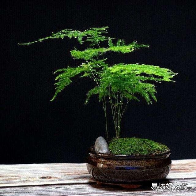 盆栽的文竹夏季叶子发黄,还有救吗?