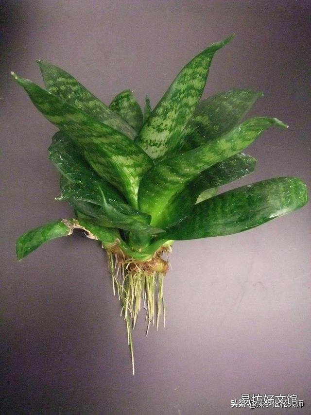 虎皮兰换盆没有原土怎样换?