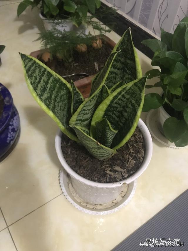 虎皮兰换盆没有原土怎样换?