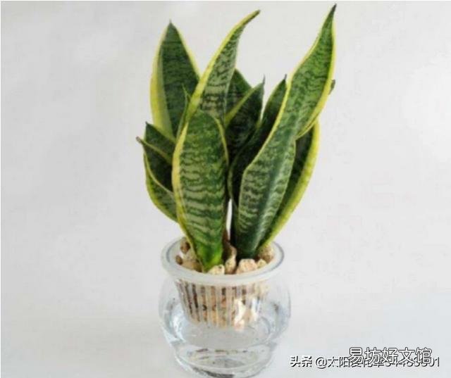 虎皮兰换盆没有原土怎样换?