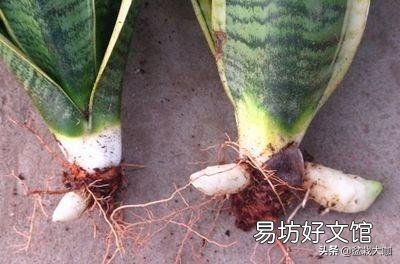 虎皮兰换盆没有原土怎样换?