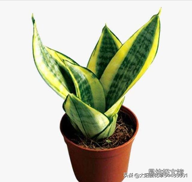 虎皮兰换盆没有原土怎样换?