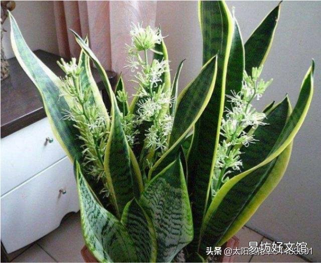 虎皮兰换盆没有原土怎样换?