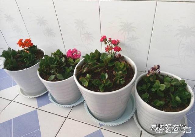 扦插的长寿花叶子已经长根但不发枝怎么处理？
