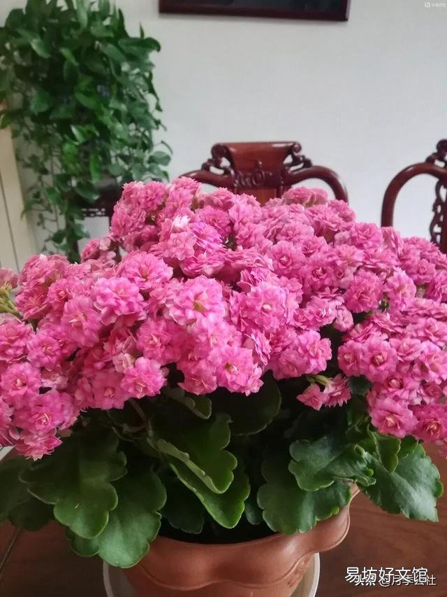 扦插的长寿花叶子已经长根但不发枝怎么处理？