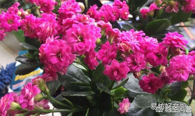 扦插的长寿花叶子已经长根但不发枝怎么处理？