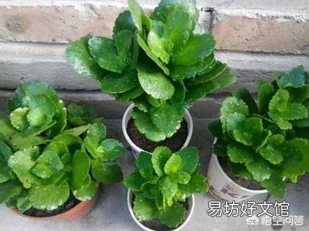 扦插的长寿花叶子已经长根但不发枝怎么处理？