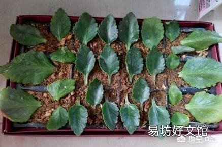 扦插的长寿花叶子已经长根但不发枝怎么处理？