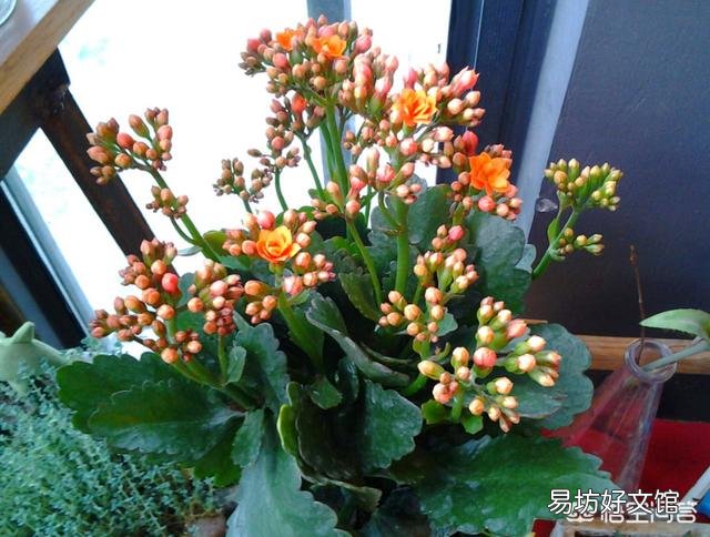 扦插的长寿花叶子已经长根但不发枝怎么处理？