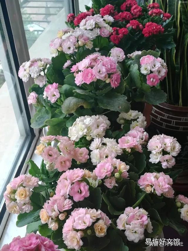 扦插的长寿花叶子已经长根但不发枝怎么处理？