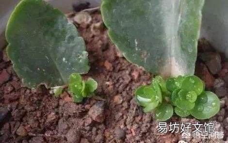 扦插的长寿花叶子已经长根但不发枝怎么处理？