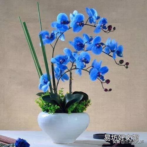 盆栽的蝴蝶兰夏季烂叶不烂根是什么情况?