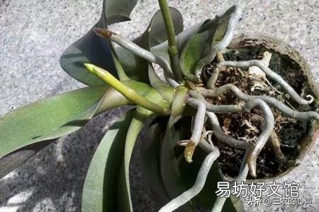 盆栽的蝴蝶兰夏季烂叶不烂根是什么情况?