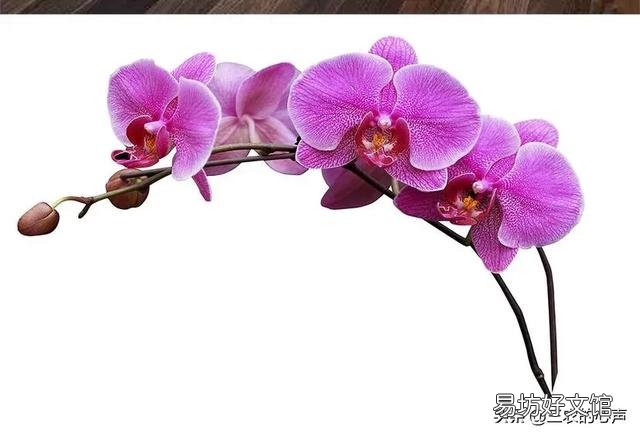 盆栽的蝴蝶兰夏季烂叶不烂根是什么情况?