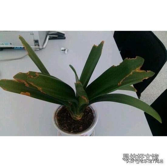 盆栽的蝴蝶兰夏季烂叶不烂根是什么情况?