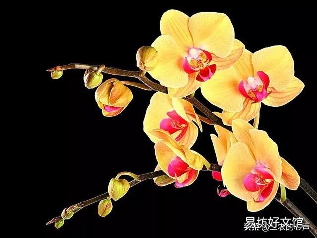 盆栽的蝴蝶兰夏季烂叶不烂根是什么情况?