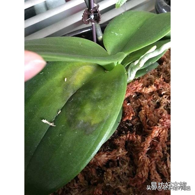 盆栽的蝴蝶兰夏季烂叶不烂根是什么情况?