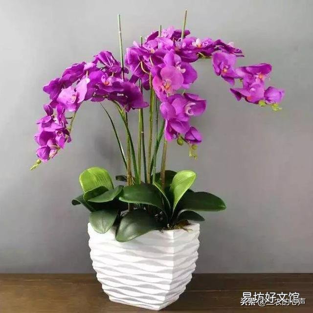 盆栽的蝴蝶兰夏季烂叶不烂根是什么情况?