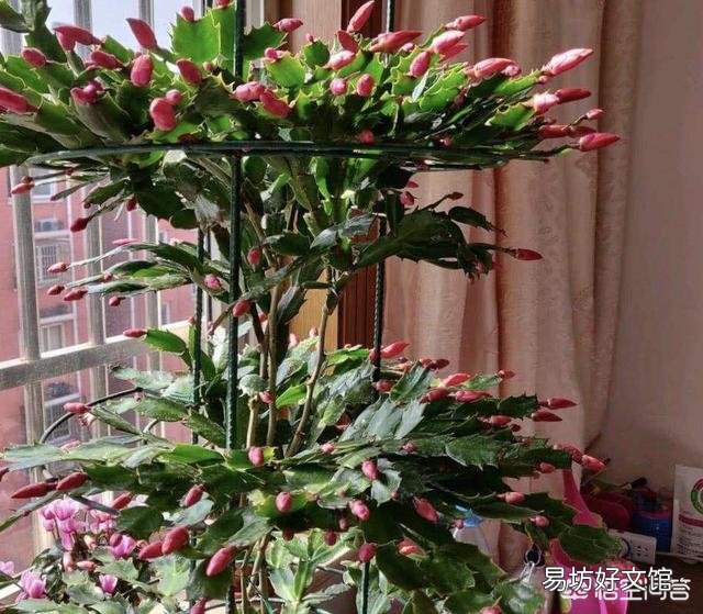 蟹爪兰什么时候嫁接最好?